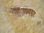 Libanocaris annettae